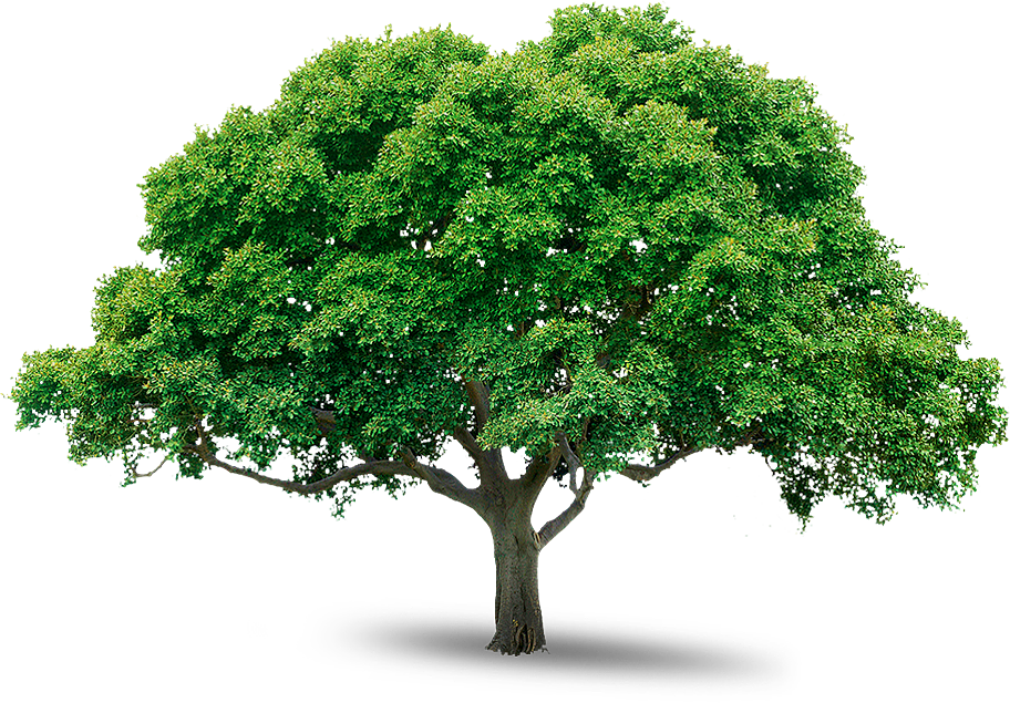 tree_PNG216